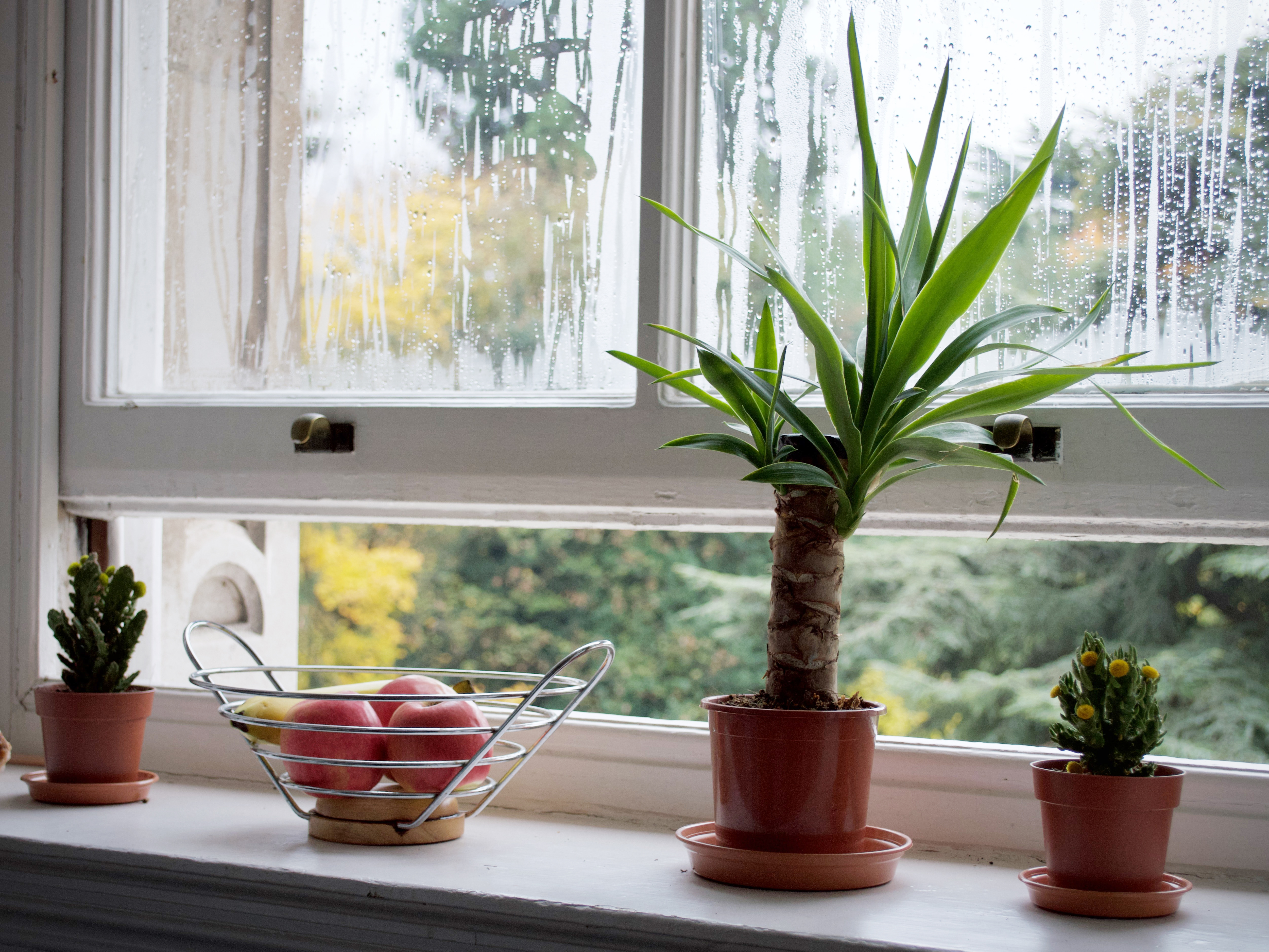 Most popular smart home device 